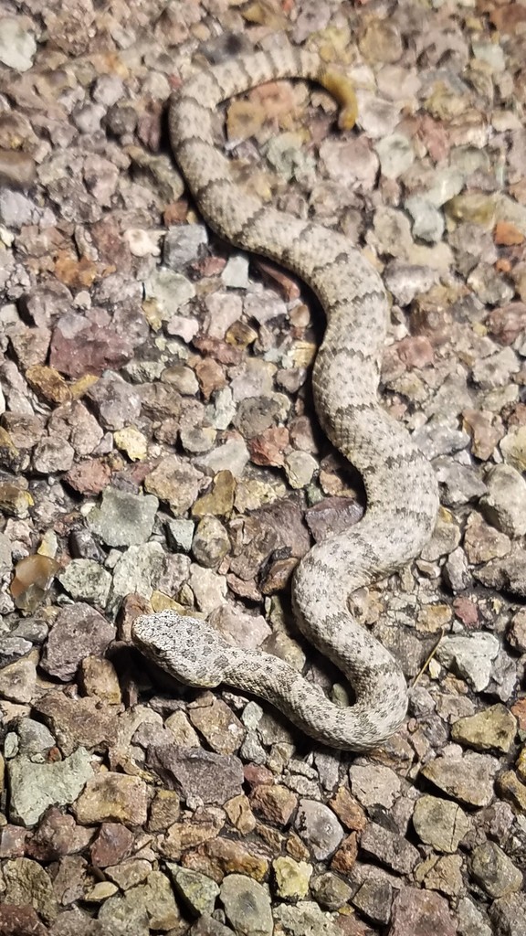 Patternless Rock Rattlesnake Mottled Rock Rattlesnake from Brewster County, TX, USA on July 25, 2017 ...