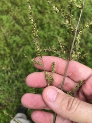 Coleataenia anceps anceps