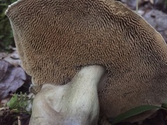 Sarcodon atroviridis