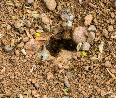 Pheidole californica