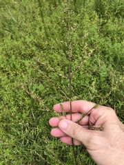 Coleataenia anceps anceps