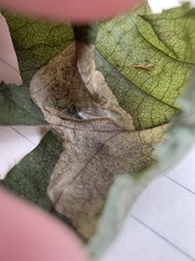 Cameraria ostryarella