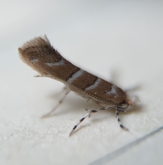 Cameraria ostryarella