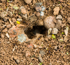 Pheidole californica