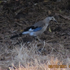 Garrulus glandarius atricapillus