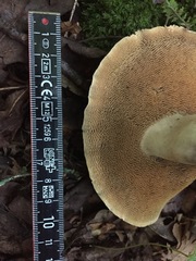 Sarcodon atroviridis