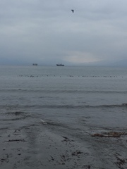 Podiceps occipitalis