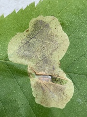 Cameraria ostryarella