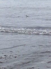 Podiceps occipitalis