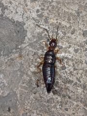 Euborellia annulipes