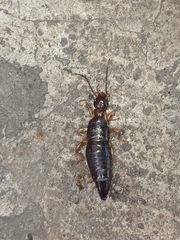 Euborellia annulipes