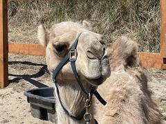 Camelus
