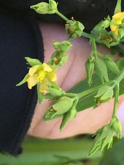 Hypericum boreale
