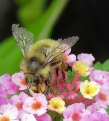 Bombus flavifrons