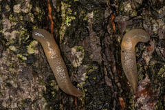 Krynickillus melanocephalus