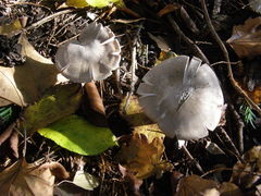 Agaricomycetes