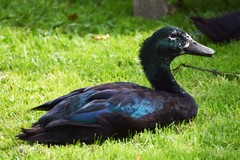 Anas platyrhynchos domesticus