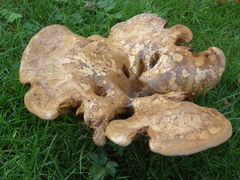 Agaricomycetes