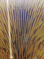 Agaricomycetes