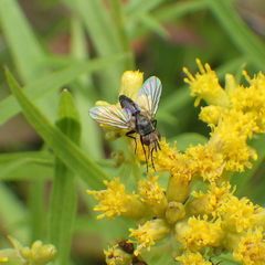 Clausicella setigera