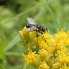 Clausicella setigera