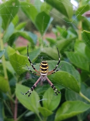 Argiope bruennichi