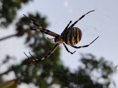 Argiope bruennichi