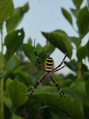 Argiope bruennichi