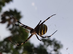 Argiope bruennichi