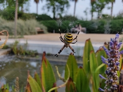 Argiope bruennichi