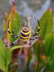 Argiope bruennichi