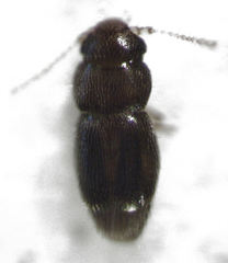 Ptinella acaciae