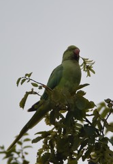 Psittacula krameri
