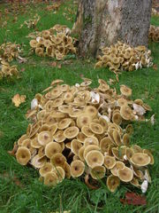 Armillaria mellea