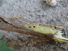 Pterygota