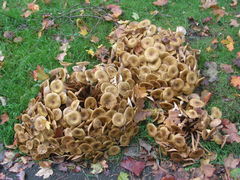 Armillaria mellea