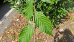 Carpinus betulus