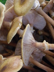 Armillaria mellea