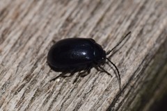 Agelastica alni