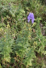 Aconitum nasutum