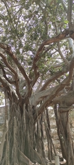 Ficus