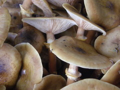 Armillaria mellea