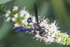 Isodontia mexicana