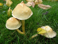 Agaricomycetes