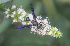 Isodontia mexicana