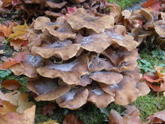 Agaricomycetes