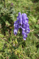 Aconitum nasutum