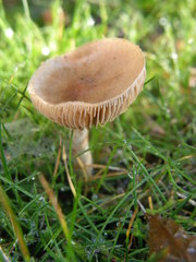 Agaricomycetes