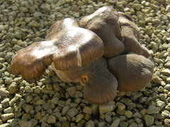 Agaricomycetes