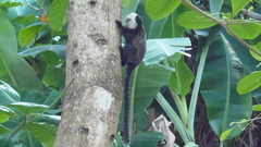 Callithrix geoffroyi